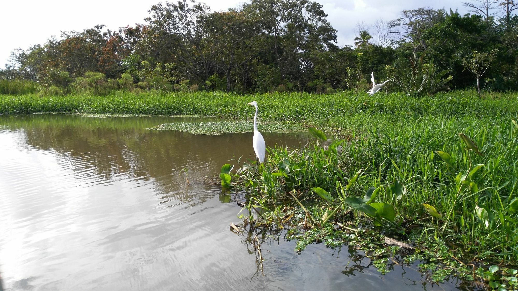 Lirio Lodge Barra de Pacuare Bagian luar foto
